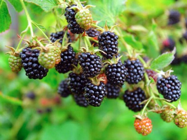 Varieties of thornless blackberries: features of care for each species