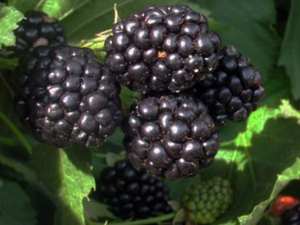 Varieties of thornless blackberries: features of care for each species