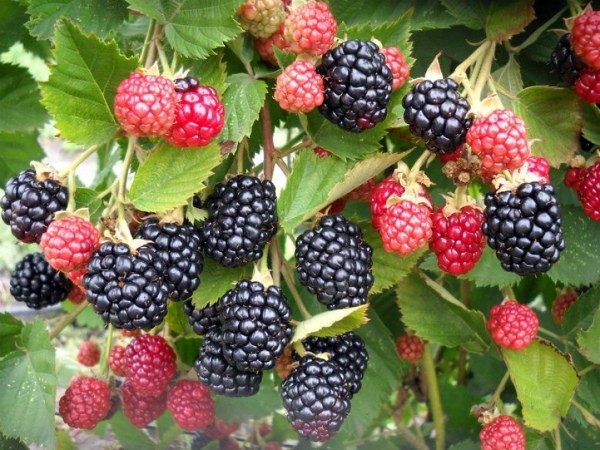 Varieties of thornless blackberries: features of care for each species