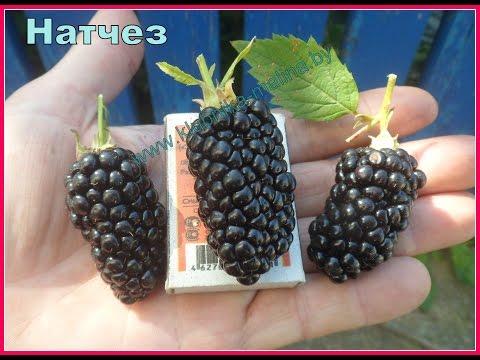 Varieties of thornless blackberries: features of care for each species