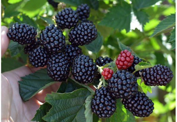 Varieties of thornless blackberries: features of care for each species