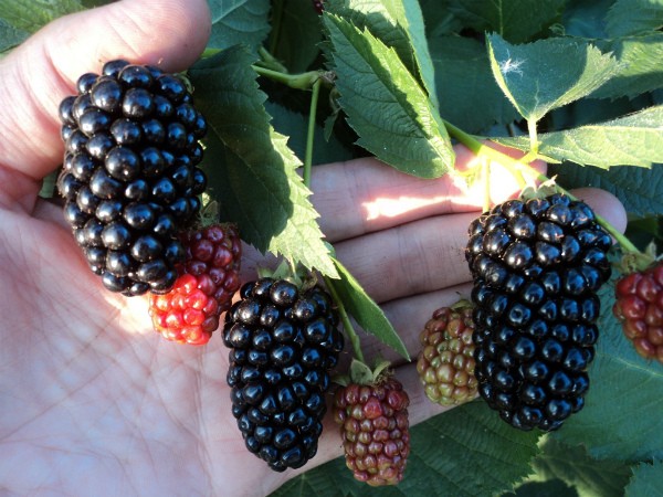 Varieties of thornless blackberries: features of care for each species