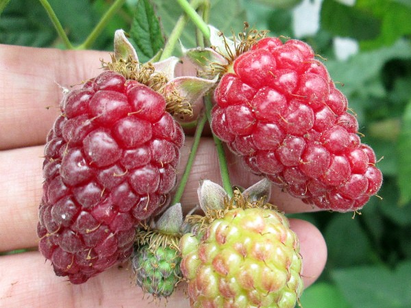 Varieties of thornless blackberries: features of care for each species