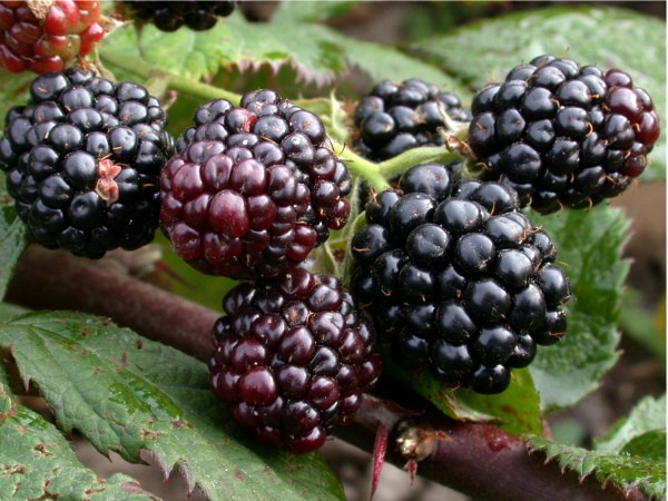 Varieties of thornless blackberries: features of care for each species