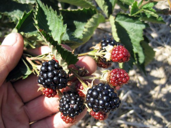 Varieties of thornless blackberries: features of care for each species