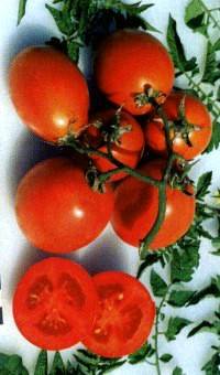 Varieties of tomatoes for Belarus: description, photo, reviews