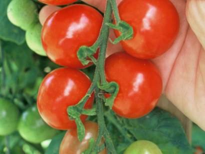 Varieties of tomatoes for Belarus: description, photo, reviews