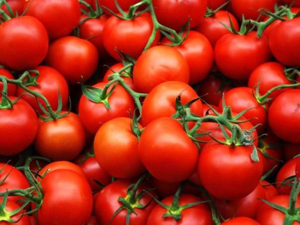 Varieties of tomatoes for Belarus: description, photo, reviews