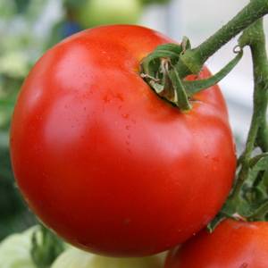 Varieties of tomatoes for Belarus: description, photo, reviews