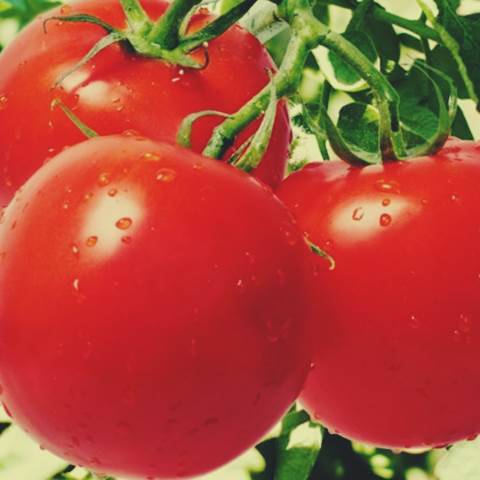 Varieties of tomatoes for Belarus: description, photo, reviews