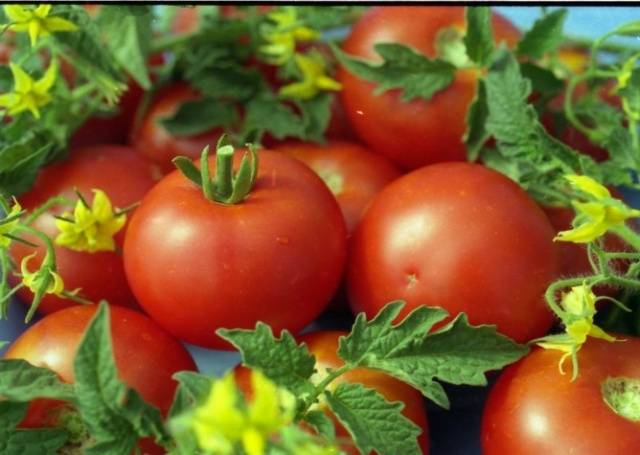 Varieties of tomatoes for Belarus: description, photo, reviews