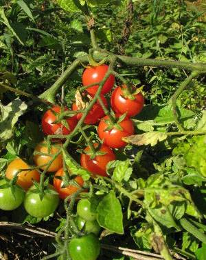 Varieties of tomatoes for Belarus: description, photo, reviews