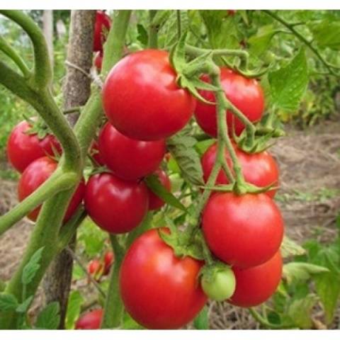 Varieties of tomatoes for Belarus: description, photo, reviews