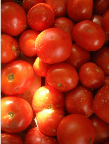 Varieties of tomatoes for Belarus: description, photo, reviews