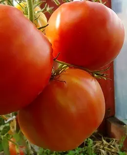 Varieties of tomatoes for Belarus: description, photo, reviews