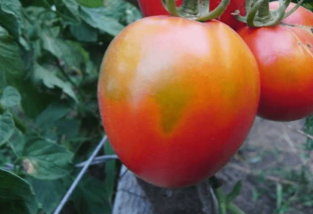 Varieties of tomatoes for central Our Country