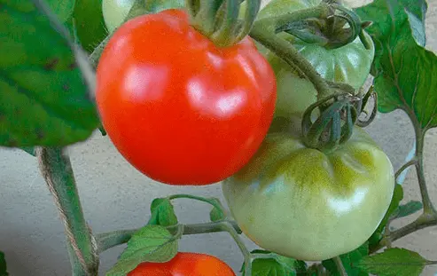 Varieties of tomatoes for central Our Country