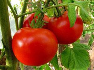 Varieties of tomatoes for central Our Country