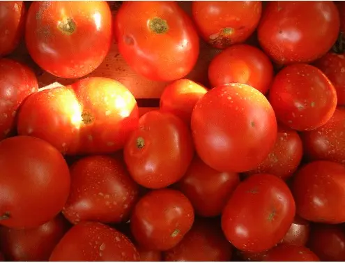 Varieties of tomatoes for central Our Country