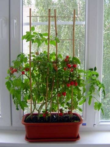 Varieties of tomatoes for the balcony