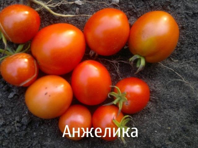 Varieties of tomatoes for the balcony