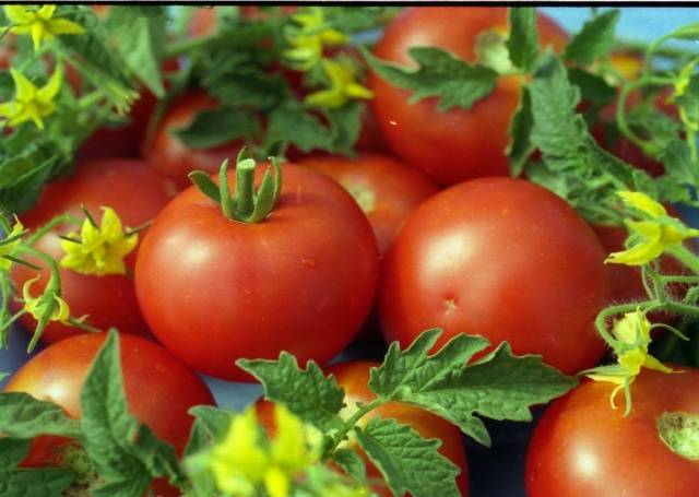 Varieties of tomatoes for the balcony