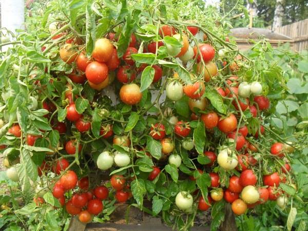 Varieties of tomatoes for the balcony