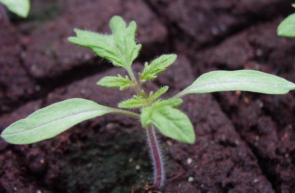 Varieties of tomatoes for the balcony