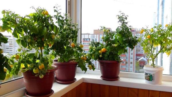 Varieties of tomatoes for the balcony