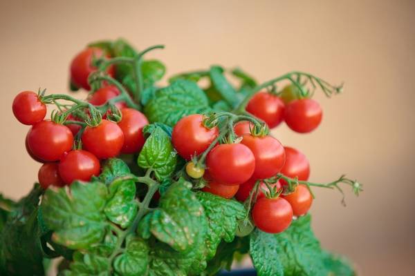 Varieties of tomatoes for the balcony