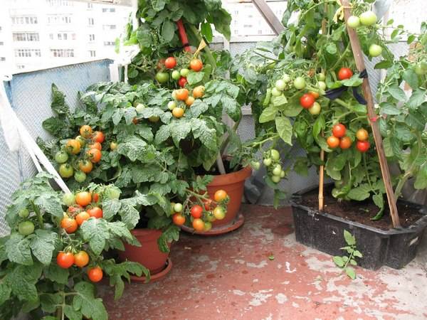 Varieties of tomatoes for the balcony