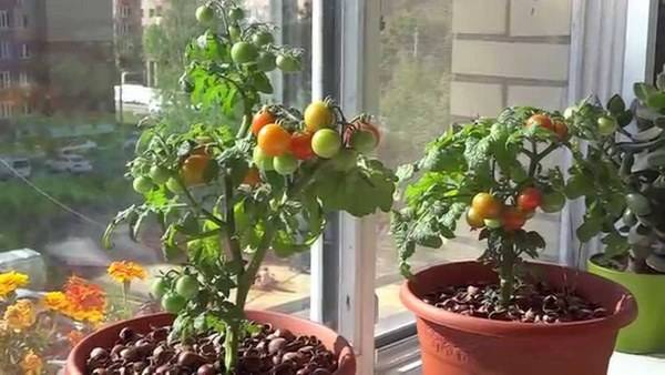 Varieties of tomatoes for the balcony