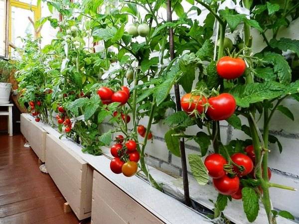 Varieties of tomatoes for the balcony