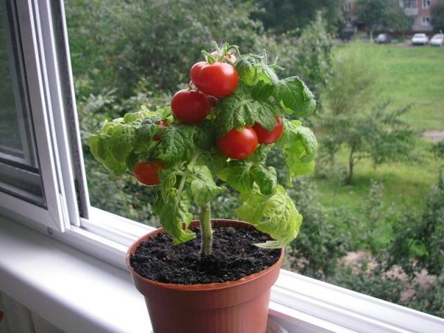 Varieties of tomatoes for the balcony