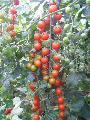 Varieties of tomatoes for the balcony