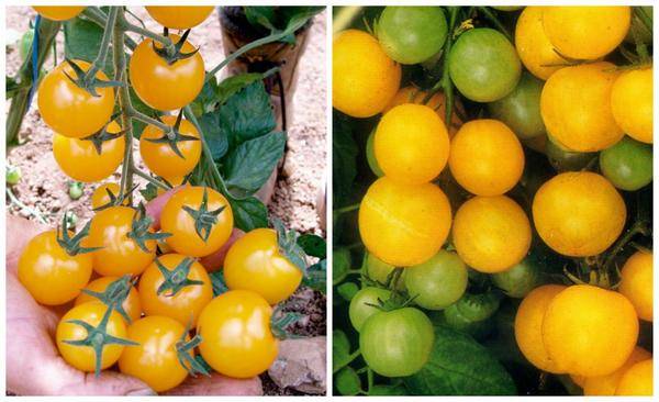 Varieties of tomatoes for the balcony