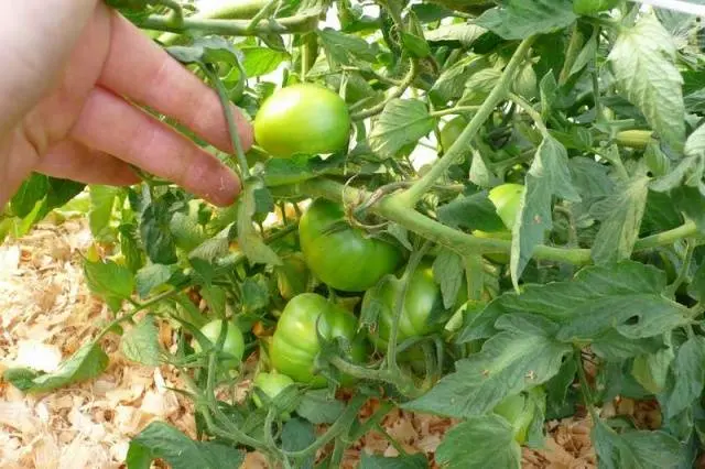 Varieties of tomatoes for the Krasnodar Territory