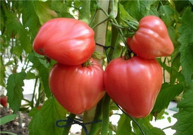 Varieties of tomatoes for the Krasnodar Territory