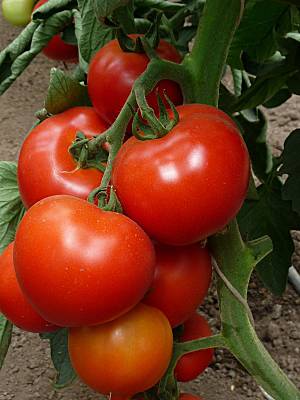 Varieties of tomatoes for the Krasnodar Territory