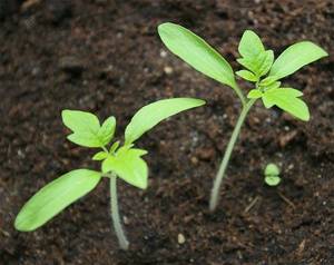 Varieties of tomatoes for the Krasnodar Territory