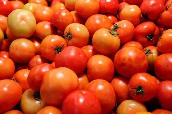 Varieties of tomatoes for the Krasnodar Territory