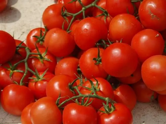 Varieties of tomatoes for the Moscow region