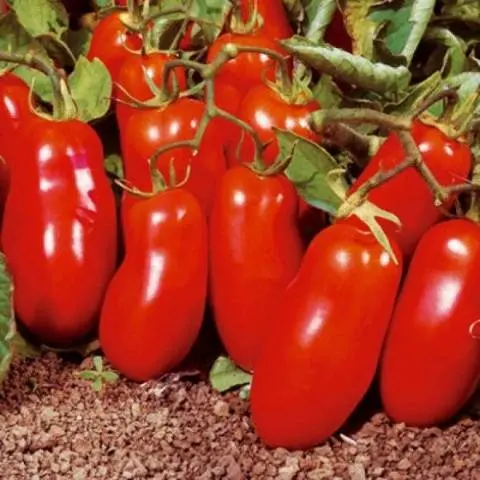 Varieties of tomatoes for the Moscow region