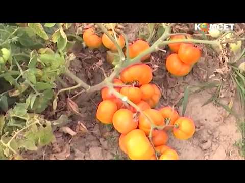 Varieties of tomatoes for the Moscow region