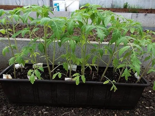 Varieties of tomatoes for the Moscow region