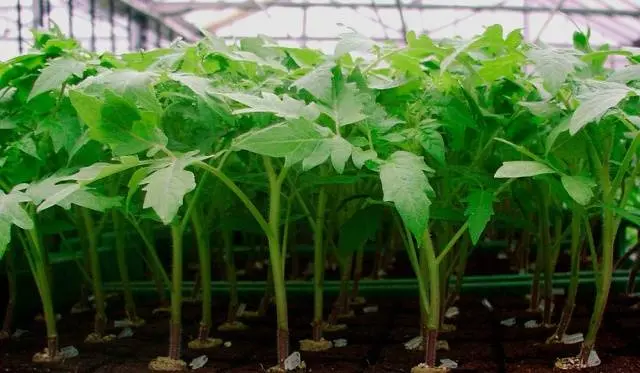 Varieties of tomatoes for the Moscow region