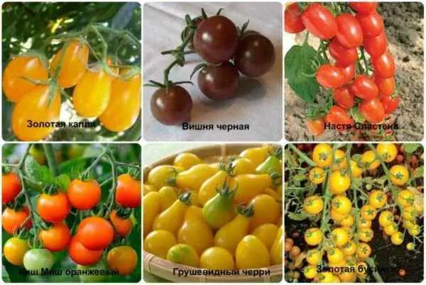 Varieties of tomatoes for the Moscow region