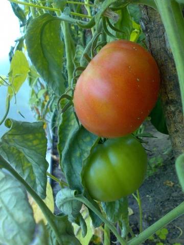 Varieties of tomatoes of Siberian selection with photos and descriptions