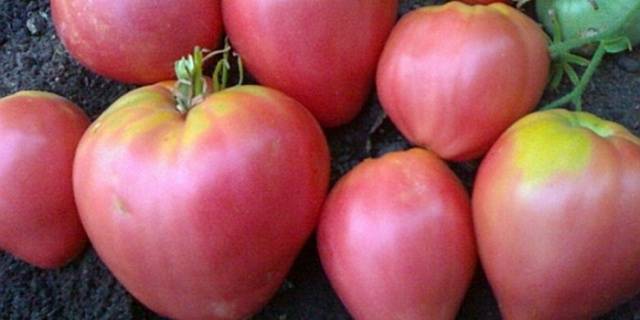 Varieties of tomatoes of Siberian selection with photos and descriptions