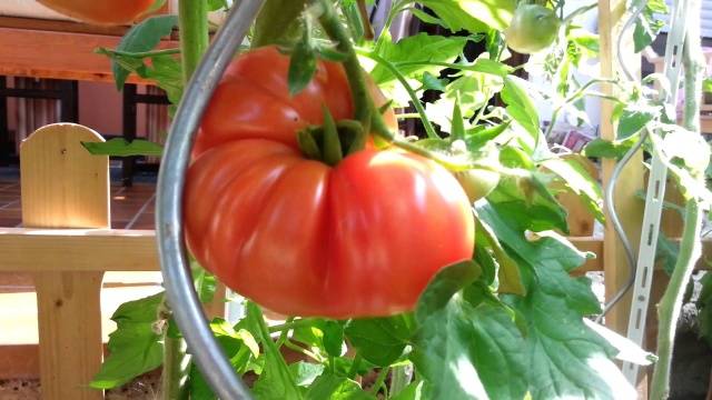 Varieties of tomatoes of Siberian selection with photos and descriptions